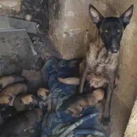 واگذاری مجانی توله مالینویز