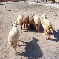 گوسفند کاور ماده|حیوانات مزرعه|کلیائی, |دیوار