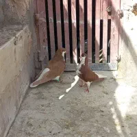 جفت شهری زرد و سرخ درجه یک