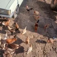 خروس محلی ۱۰ عدد|حیوانات مزرعه|ویسیان, |دیوار