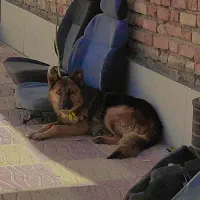 سگ ژرمن|سگ|سیرجان, |دیوار