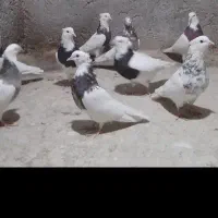 راهنماییم کنید تو معامله کبوتر سرم کلاه رفت طو قی