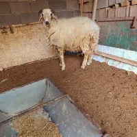 بره نر