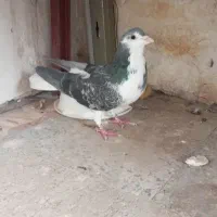کبوتر دمگیر زره شادونه