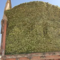 ذرت علوفه ای|حیوانات مزرعه|روانسر, |دیوار