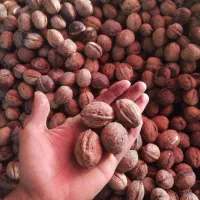 گردو خشک امسالی کیفیت درجه 1