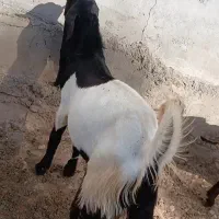 بزغاله نر