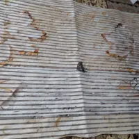 پرده زبراعرض۲/۵۵طول۱/۳۰مبل میزبان بارویه فرش ۶متری