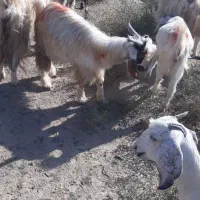 گوسفند فروشی