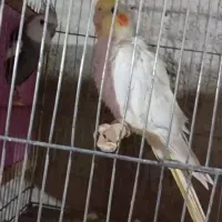 عروس هلندی