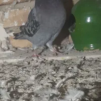 کفتره پرشی|پرنده|پارس‌آباد, |دیوار