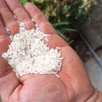 برنج طارم هاشمی