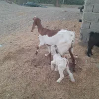 بز و گوسفند|حیوانات مزرعه|ایرانشهر, |دیوار