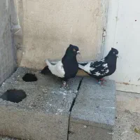 سینه سیاه|پرنده|مشهد, مشکینی (شهرک غرب)|دیوار