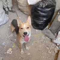 سگ گرگی باهوش