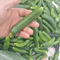خیار|خوردنی و آشامیدنی|هیرمند, |دیوار