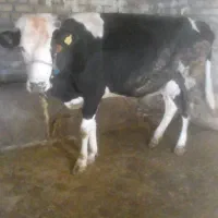 فروش گاو  و گوساله سیمینتال جوان سالم