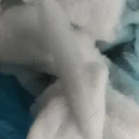 الیاف تمیز|رختخواب، بالش، پتو|تبریز, |دیوار