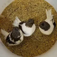 قناری گلستر اورجینال