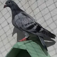 یک جفت جوجه پلاکی موریس