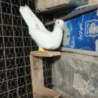 قشنگ|پرنده|بروجرد, |دیوار