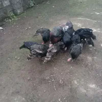 فروش بوقلمون بزرگ یکجا سالم ب شرط