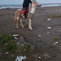 اسب کورسی سفید عرب