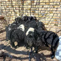 بره پای پروار