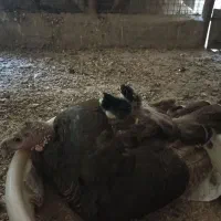 جوجه گلین و بوقلمون