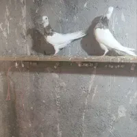 دوتا طوقی جوانه