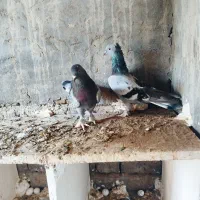 کبوترترکیه  سیاه آبادان