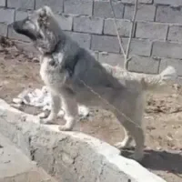 ماده سگ