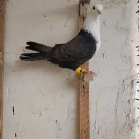 کلاغ کربلایی