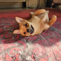 سگ میکس چی واوا و اشپیتز