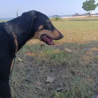 سگ دوبرمن. واگذار|سگ|بندرعباس, |دیوار