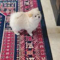 سگ پامرانین