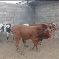 ۳تا گوساله نر موقعیت رفسنجان