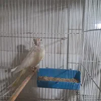 عروس هلندی