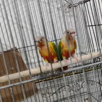 جفت گرینچیک آناناسی رد مولد