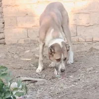 سگ درشت هیکلی|سگ|زابل, |دیوار