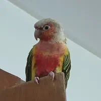 طوطی گرینچیک