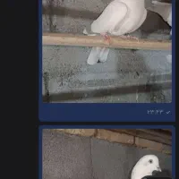 طوقی و پر|پرنده|شهرکرد, |دیوار