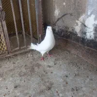 کبوتر|پرنده|مشهد, مشکینی (شهرک غرب)|دیوار