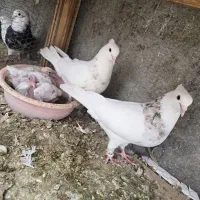 کبوتر طوقی الماسی