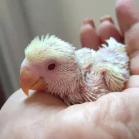 کوتوله برزیلی|پرنده|زرقان, |دیوار