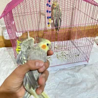 عروس هلندی یکی نر یکی ماده با قفس|پرنده|شاهرود, |دیوار