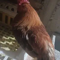 فروش خروس محلی