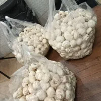 قارچ درجع۱ زیر فی