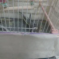 جفت عروس هلندی اهویی مفت|پرنده|تربتحیدریه, کاشانی|دیوار