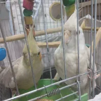 پرنده عروس هلندی